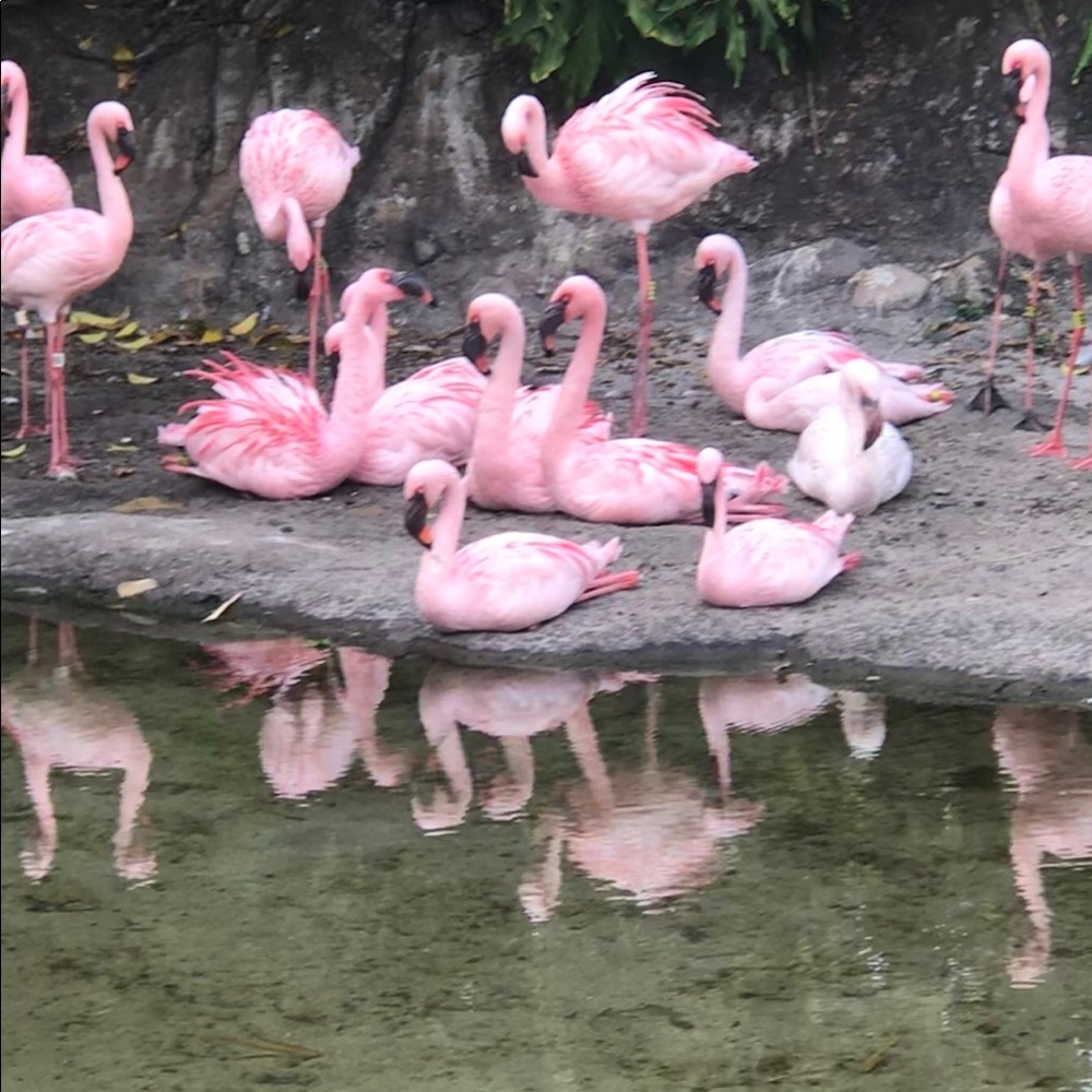 Meet your Posher, Sidell